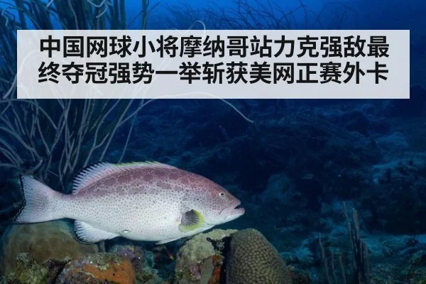 中国网球小将摩纳哥站力克强敌最终夺冠强势一举斩获美网正赛外卡
